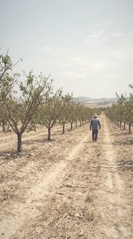 Gauze Curtain applied to orchard rows