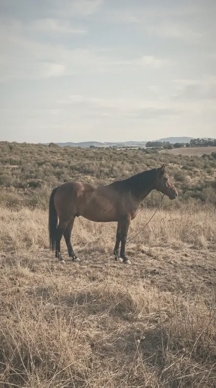 Breathed Glass applied to horse field