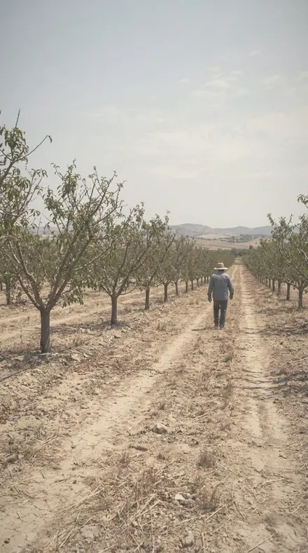 Breathed Glass applied to orchard rows