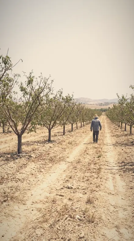 Vapour Field applied to orchard rows