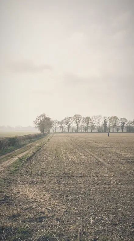 Blurred Orchard applied to field mist