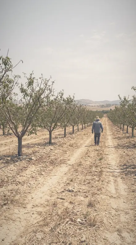 Blurred Orchard applied to orchard rows