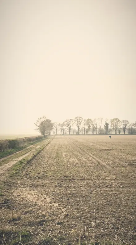 Dusted Halo applied to field mist