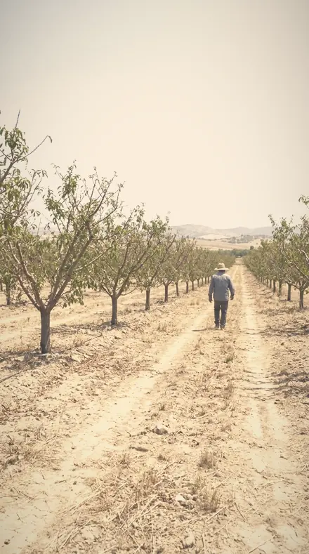 Dusted Halo applied to orchard rows