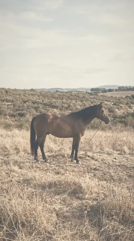 Silken Air applied to horse field