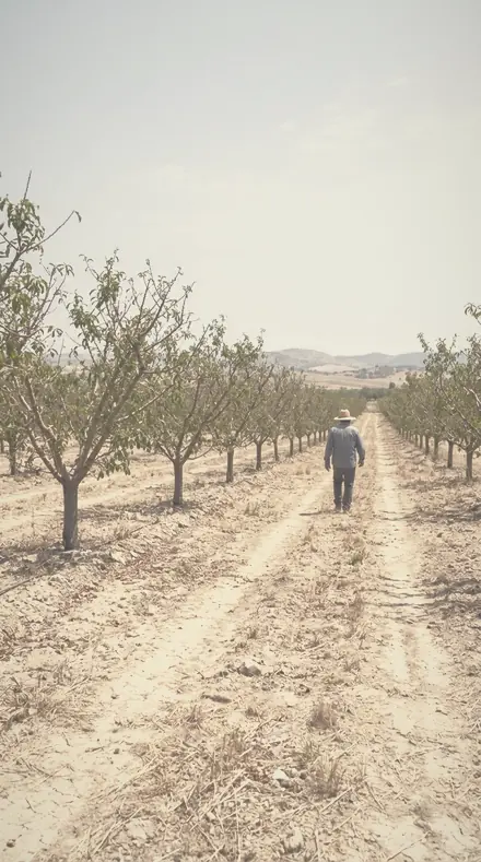 Silken Air applied to orchard rows