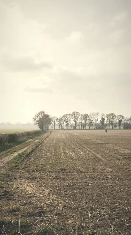 Lantern Mist applied to field mist