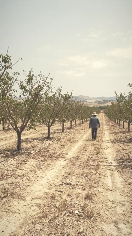 Lantern Mist applied to orchard rows