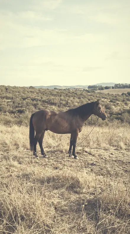 Powdered Sky applied to horse field