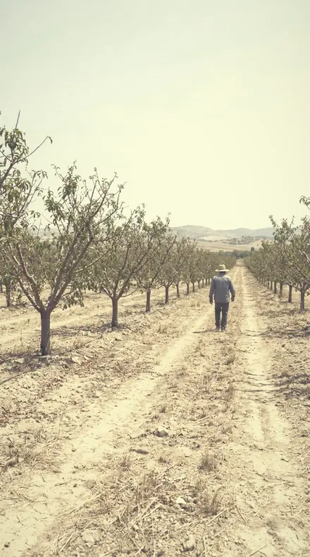 Powdered Sky applied to orchard rows