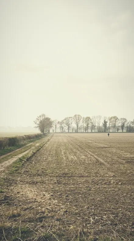 Faint Willow applied to field mist