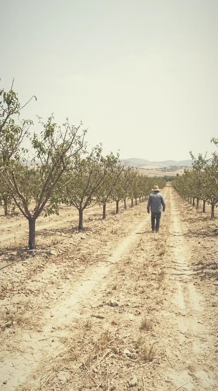 Faint Willow applied to orchard rows