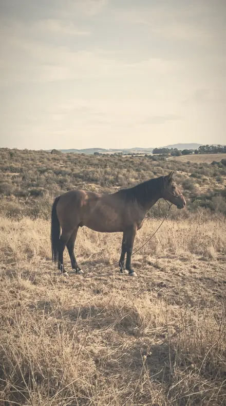 Smoke Garden applied to horse field