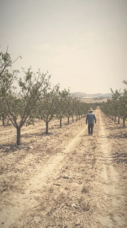 Smoke Garden applied to orchard rows