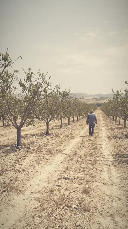 Tender Distance applied to orchard rows