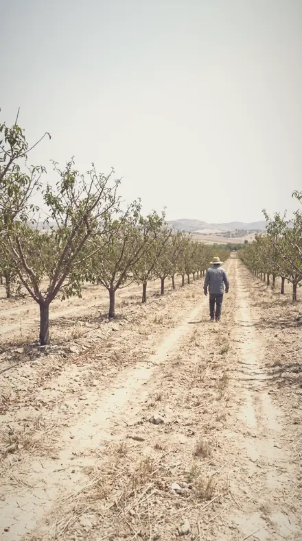 Bloomed Edge applied to orchard rows