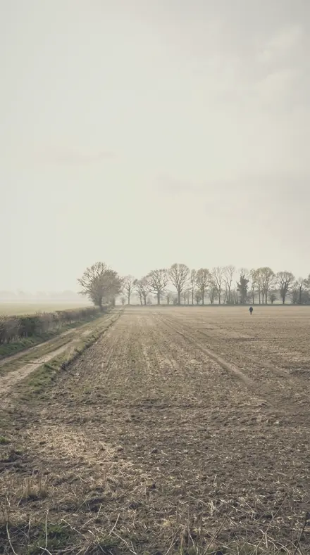 Feathered Bough applied to field mist