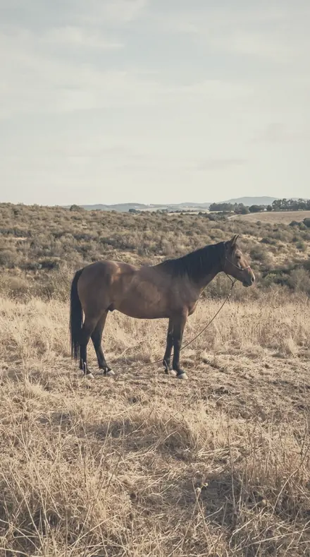Feathered Bough applied to horse field
