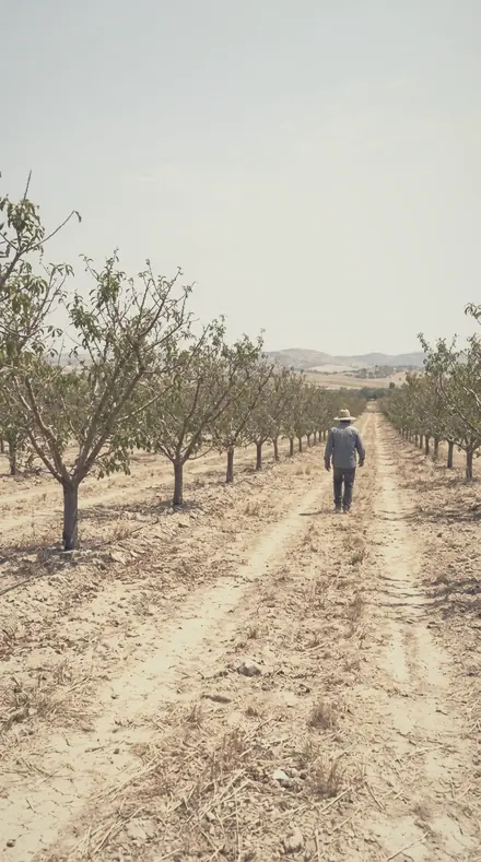 Feathered Bough applied to orchard rows