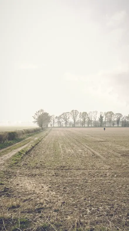 Diffused Noon applied to field mist