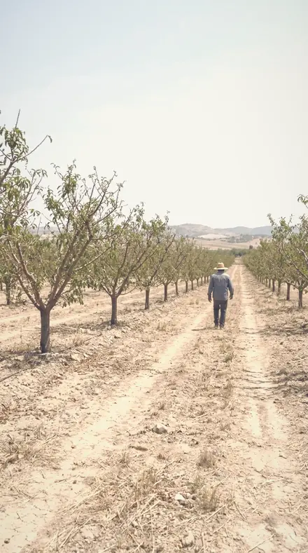 Diffused Noon applied to orchard rows