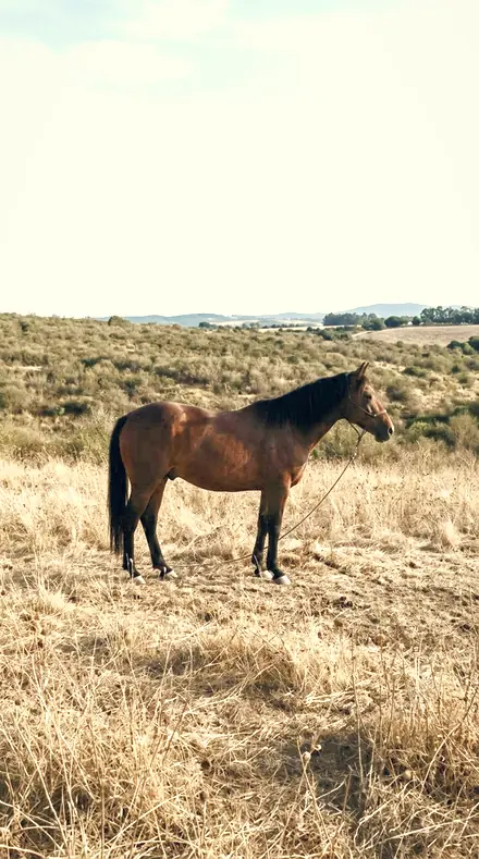 Herd Track applied to horse field
