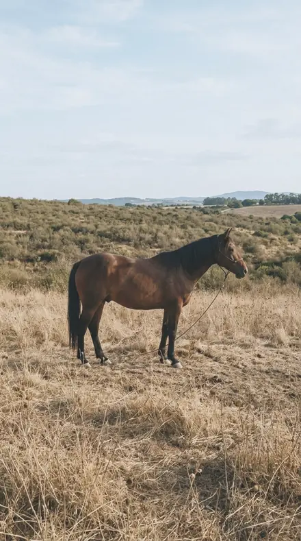 Tin Pail applied to horse field
