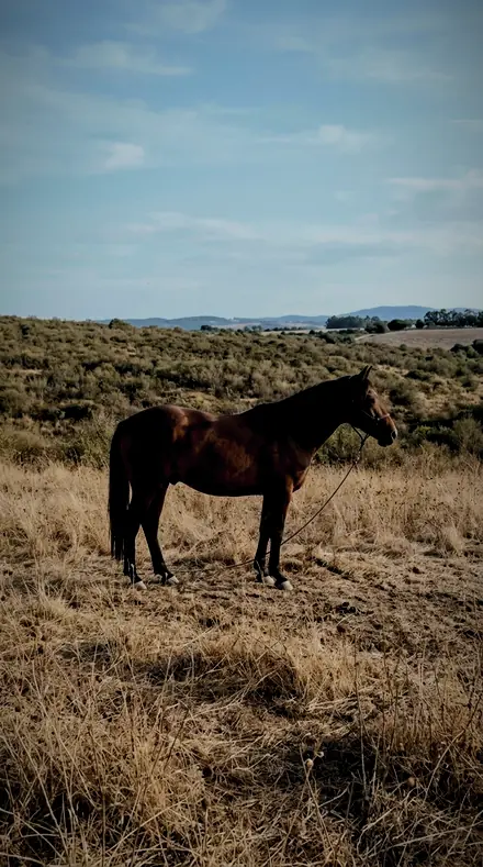 Squall Line applied to horse field