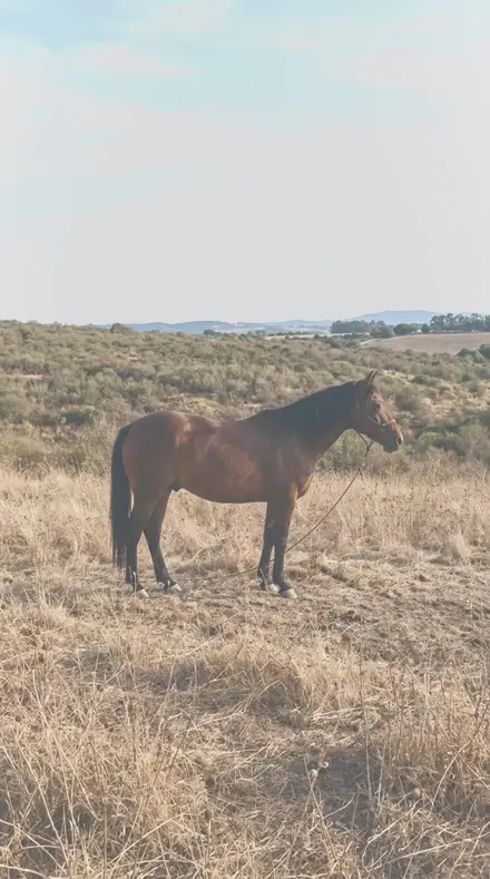 Constant Sun applied to horse field