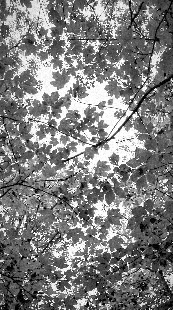 Infrawhite: Canopy light, kept deep