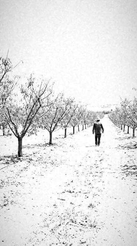 Leaf Bloom applied to orchard rows