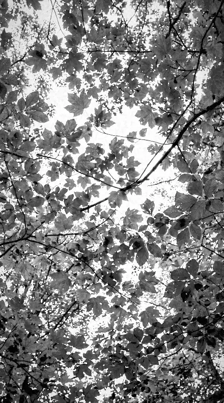 Leaf Bloom applied to tree canopy