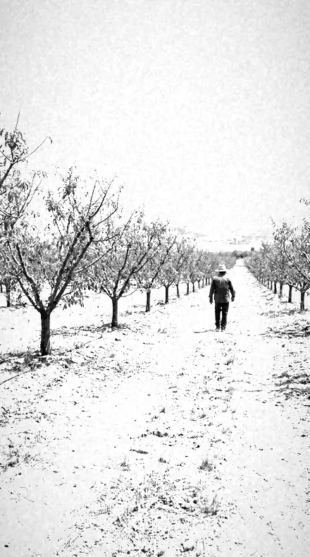 Chlorophyll Glow applied to orchard rows