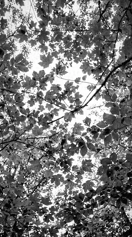 Chlorophyll Glow applied to tree canopy
