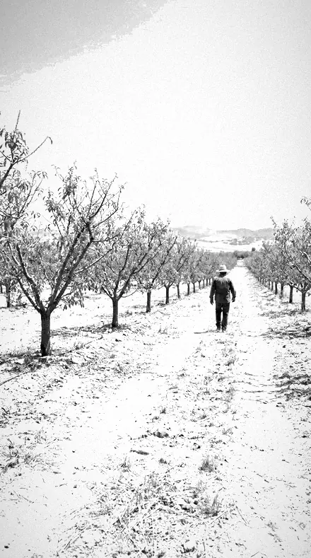 Summer Snow applied to orchard rows