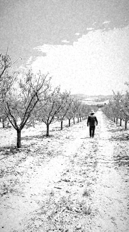Dark Zenith applied to orchard rows
