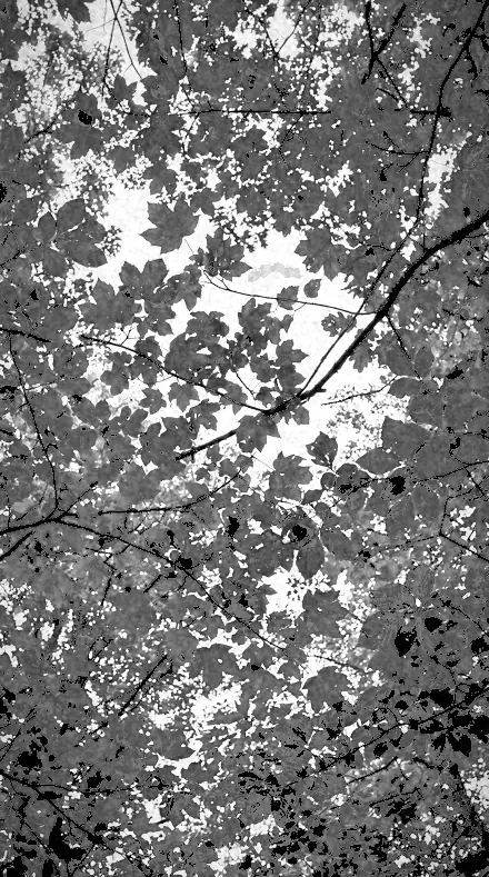 Dark Zenith applied to tree canopy