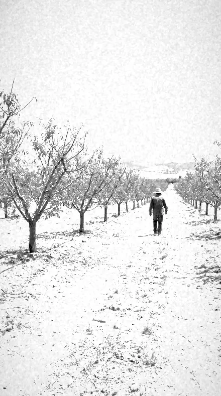 Filter Seven applied to orchard rows