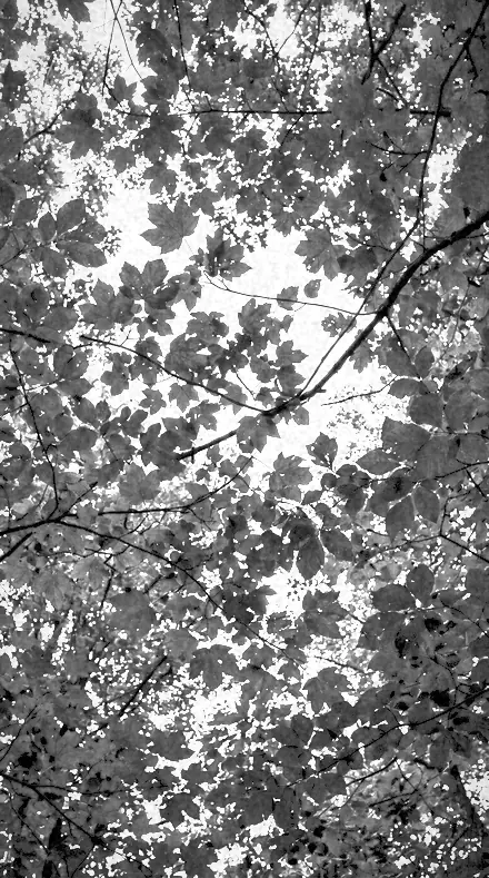 Filter Seven applied to tree canopy