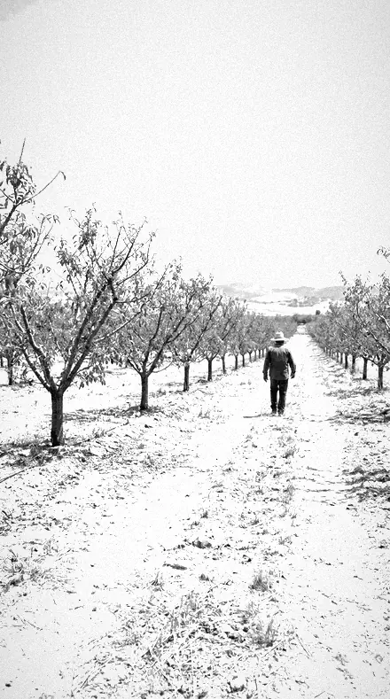 False Tone applied to orchard rows