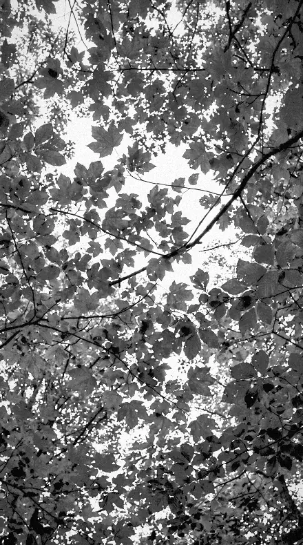 False Tone applied to tree canopy