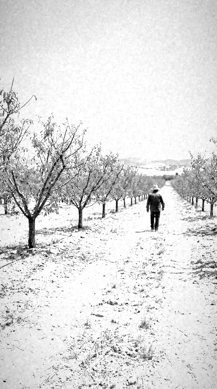 Halation Edge applied to orchard rows