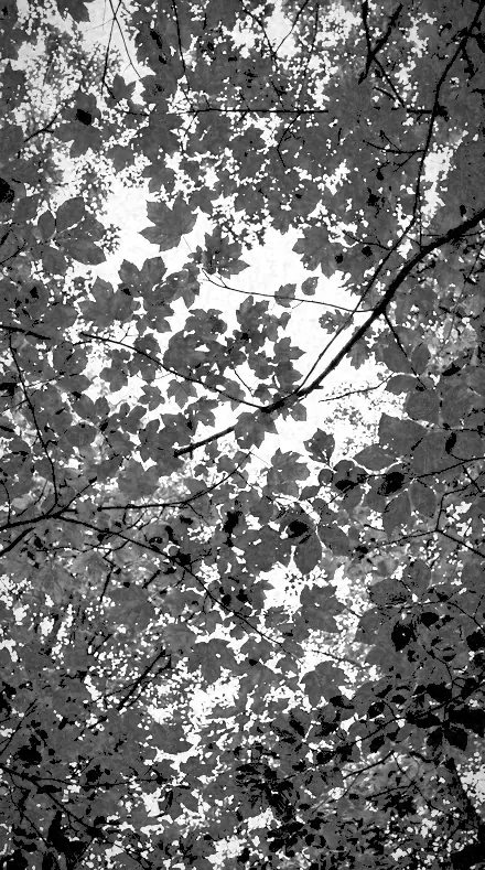 Halation Edge applied to tree canopy