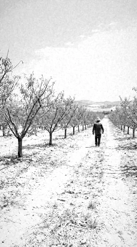 Vein Detail applied to orchard rows