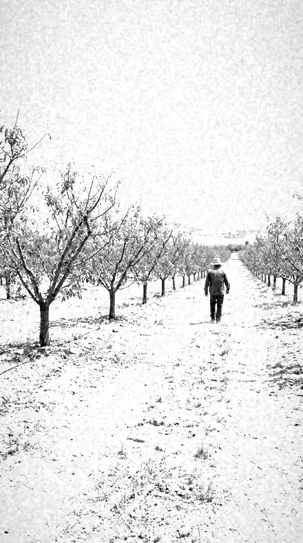 Spectrum Edge applied to orchard rows