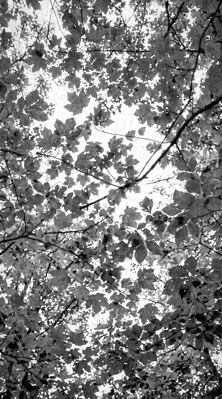Spectrum Edge applied to tree canopy