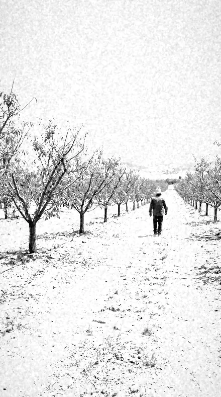 Heat Signal applied to orchard rows