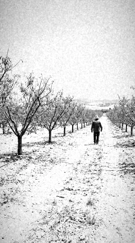 Willow Bright applied to orchard rows
