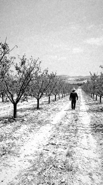 Gel Holder applied to orchard rows