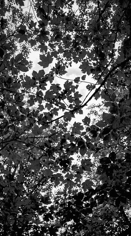 Ridge Line applied to tree canopy